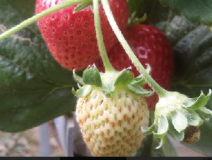 Fragole dell'Etna- Azienda Carrubba