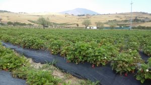 campo di fragoline dell'Etna