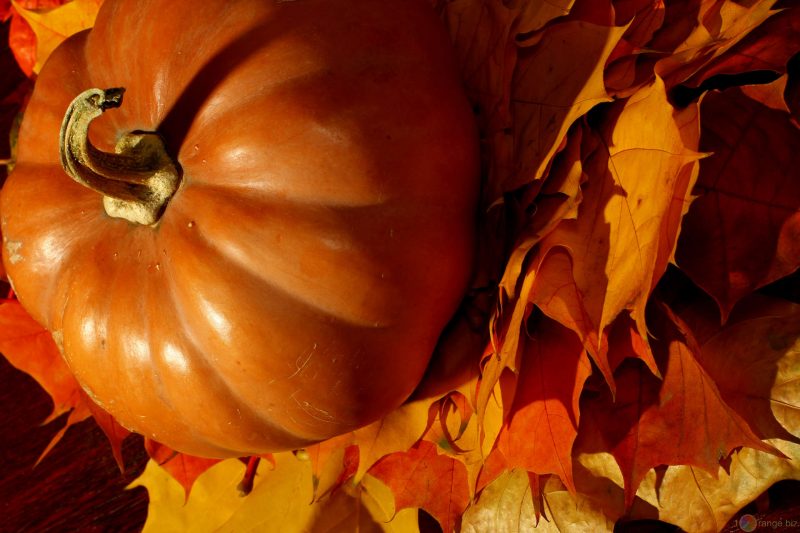 zucca_